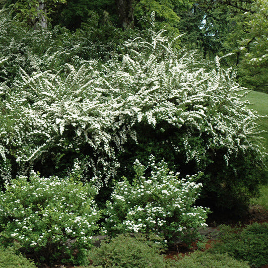White flowering Spirea Snowmound shrub in full bloom with cascading branches