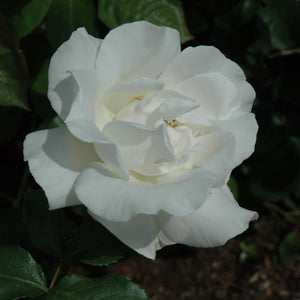 Rose Hybrid Tea Rio Samba