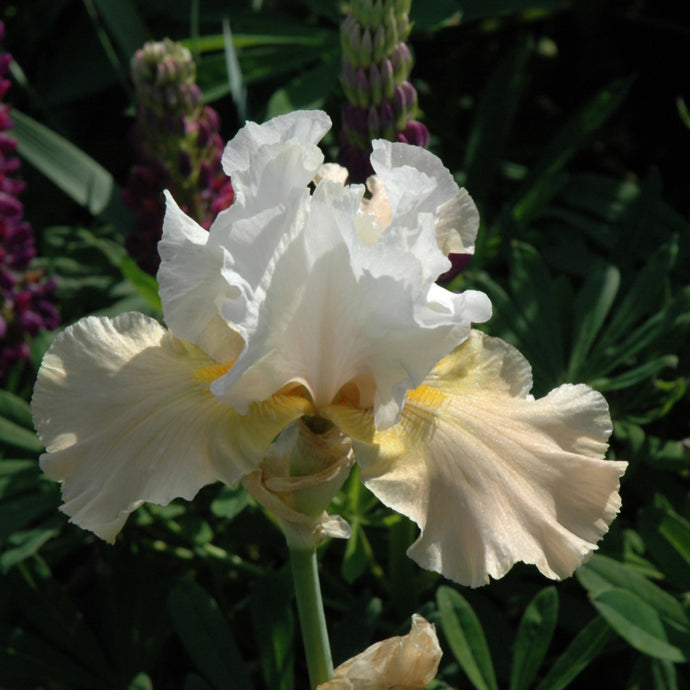 Iris Bearded Champagne Elegance