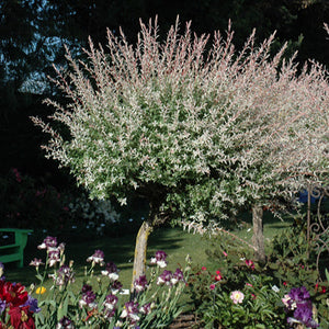 Willow Dappled Tree