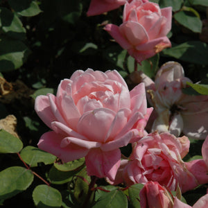 Rose Hybrid Tea Ingrid Bergman