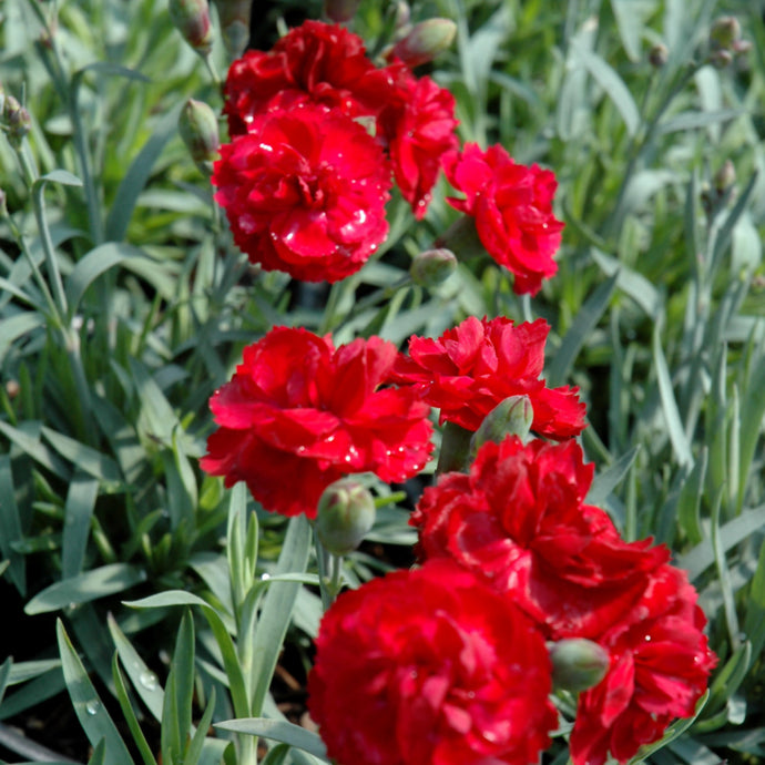 Dianthus Premier Rosebud