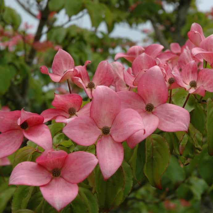 Dogwood Kousa Scarlet Fire