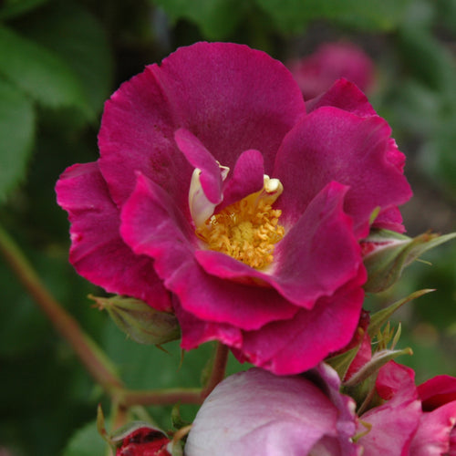 Rose Climbing Stormy Weather