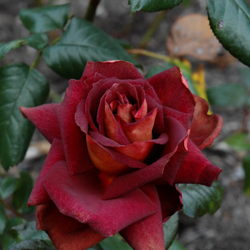 Rose Hybrid Tea Dark Night