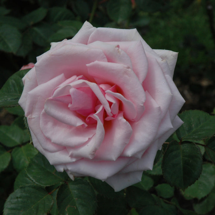 Rose Floribunda Judy Garland