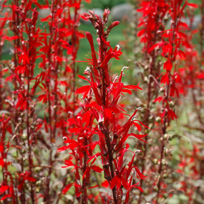 Cardinal Flower Black Truffle