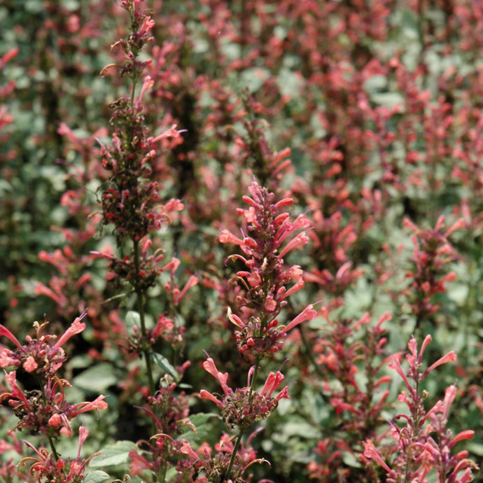 Hummingbird Mint Kudos Coral