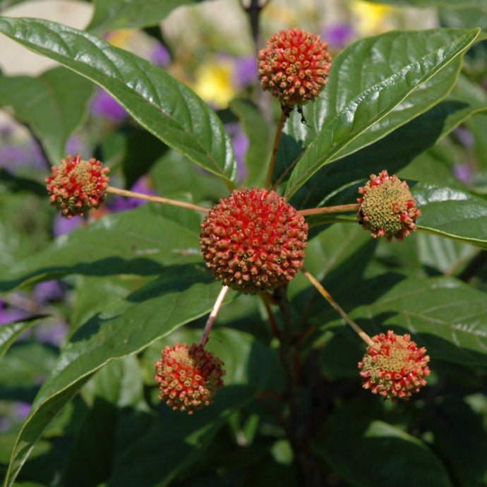 Buttonbush Crimson Comet