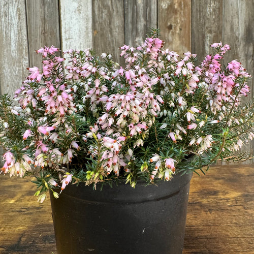 #1 Heather Mediterranean Pink