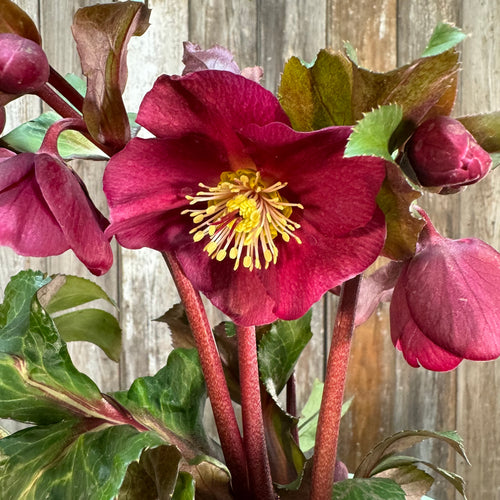 #1 Hellebore FrostKiss Anna's Red