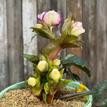 Load image into Gallery viewer, #1 Hellebore FrostKiss Glenda&#39;s Gloss
