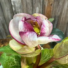 Load image into Gallery viewer, #1 Hellebore FrostKiss Glenda&#39;s Gloss