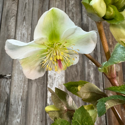 #1 Hellebore FrostKiss Molly's White