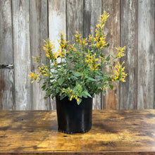 Load image into Gallery viewer, Hummingbird Mint Kudos Gold plant in black nursery pot with bright yellow flower spikes