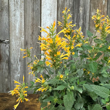 Load image into Gallery viewer, Hummingbird Mint Kudos Gold perennial plant with bright yellow tubular flowers and green foliage