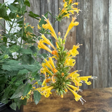 Load image into Gallery viewer, Bright yellow tubular flowers of Hummingbird Mint Kudos Gold blooming on tall green spike