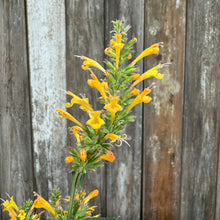 Load image into Gallery viewer, Hummingbird Mint Kudos Gold perennial plant with bright yellow tubular flowers on tall green spike