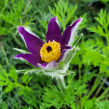 Load image into Gallery viewer, Purple Pasque flower with bright yellow center and fuzzy silver-green foliage in garden setting