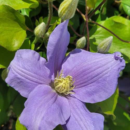 Clematis Boulevard Olympia