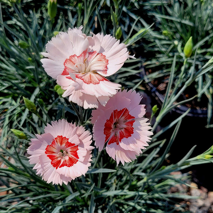 Dianthus American Pie Cherry Pie