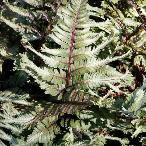 Fern Japanese Painted Crested Surf