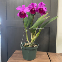 Load image into Gallery viewer, Cattleya &#39;Betty Ford York&#39; Orchid