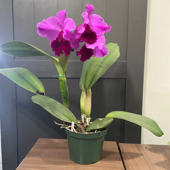 Cattleya 'Betty Ford York' Orchid