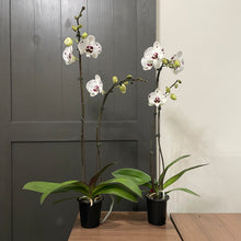 Load image into Gallery viewer, Phalaenopsis Orchid