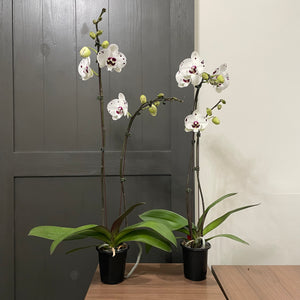 Phalaenopsis Orchid