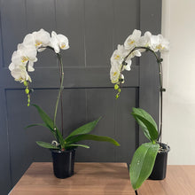 Load image into Gallery viewer, Phalaenopsis Orchid