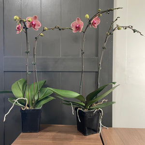 Phalaenopsis Orchid