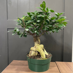 Ficus 'Ginseng'