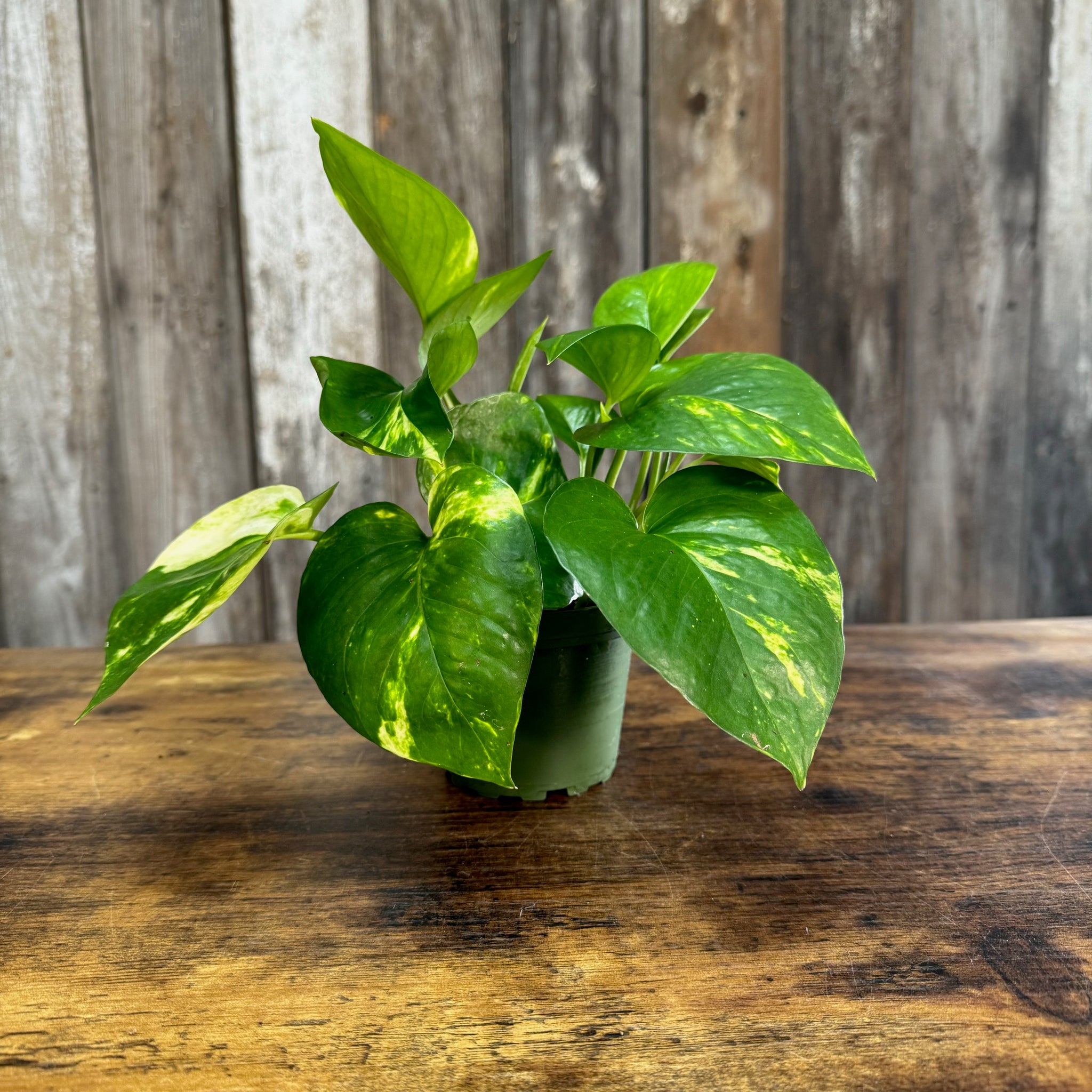 golden pothas Epipremnum 'Golden' Pothos