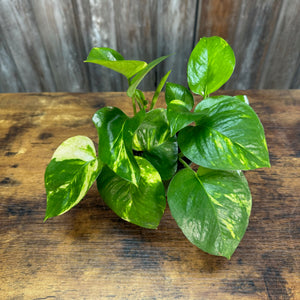 pothos plant bad luck Epipremnum 'Golden' Pothos