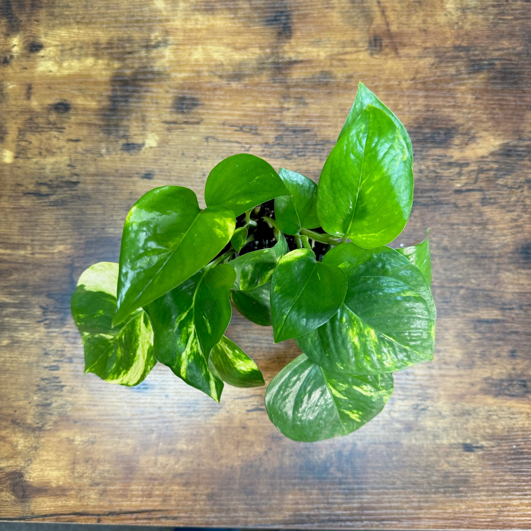golden pothos good luck Epipremnum 'Golden' Pothos
