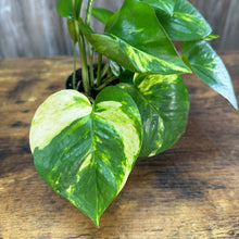 Load image into Gallery viewer, 4&quot; Pothos Golden