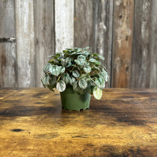 Load image into Gallery viewer, 4&quot; Peperomia Frost
