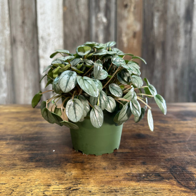 Peperomia Frost