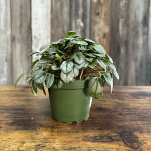 4" Peperomia Frost