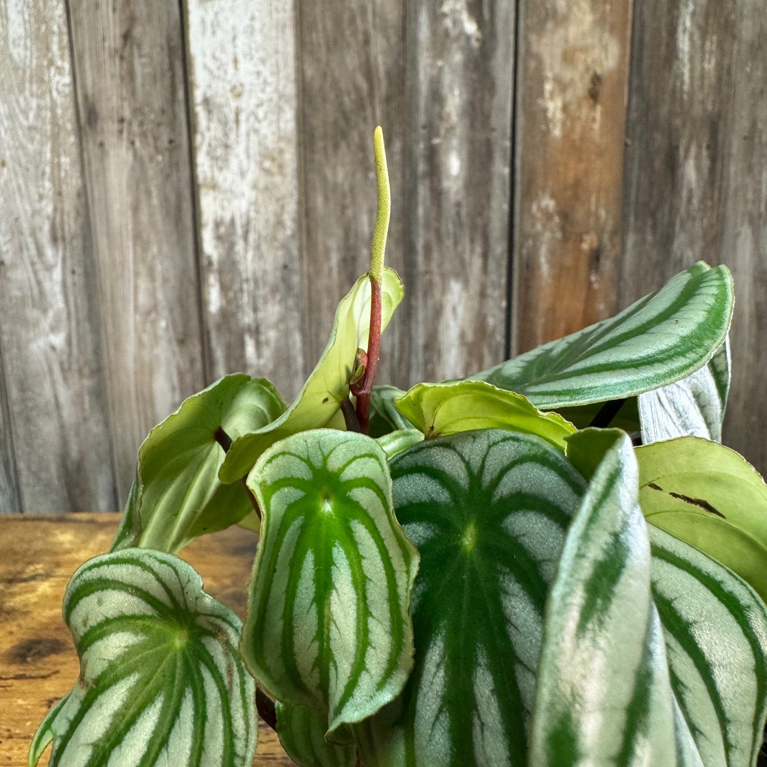 melon indoor plant Peperomia 'Watermelon'