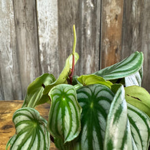 Load image into Gallery viewer, Peperomia &#39;Watermelon&#39;