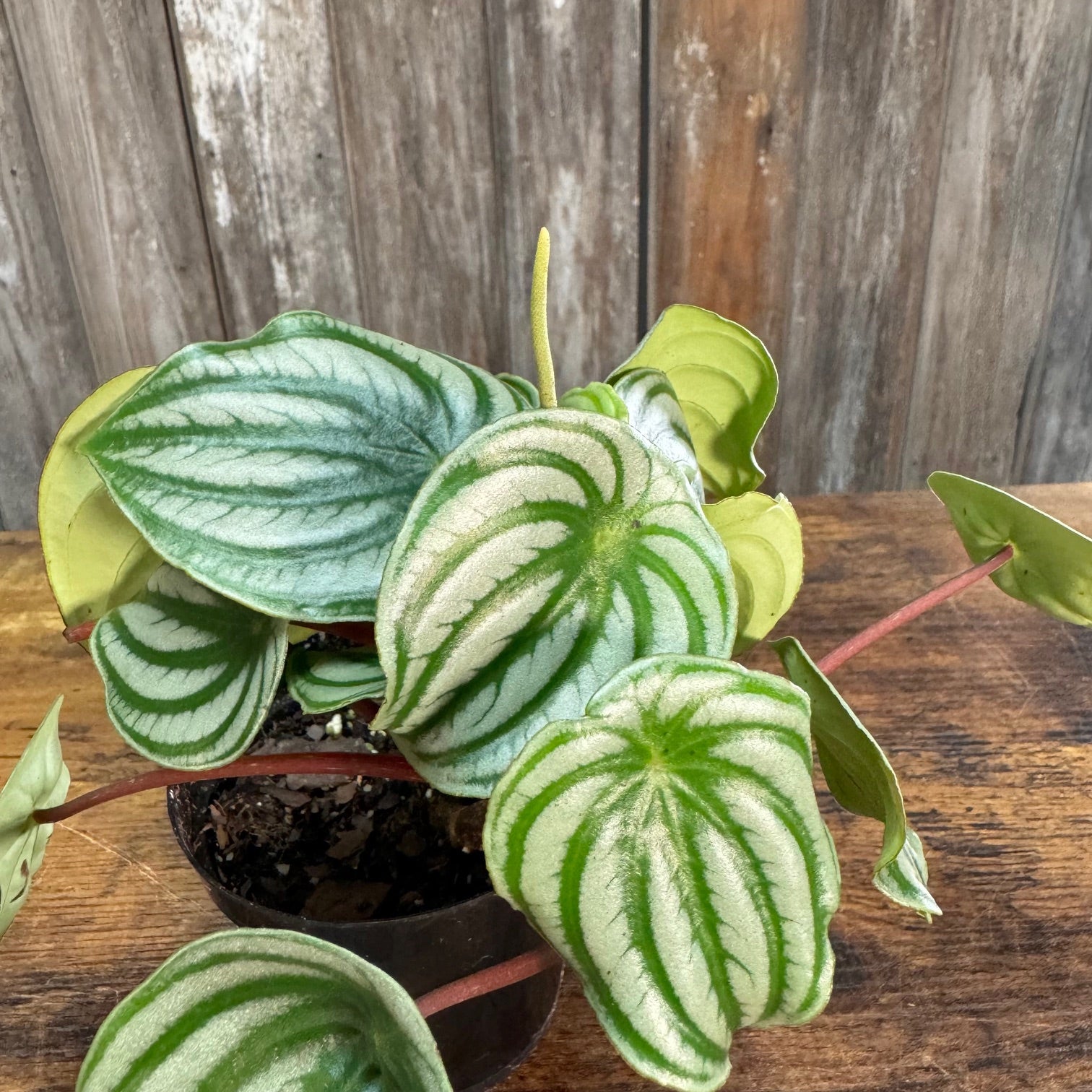 watermelon house plant Peperomia 'Watermelon'