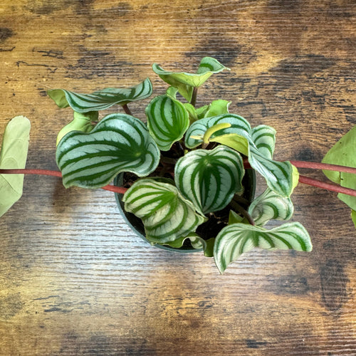 Peperomia 'Watermelon'