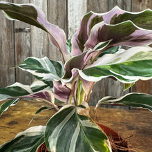 Load image into Gallery viewer, 4&quot; Calathea Fusion White