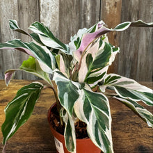 Load image into Gallery viewer, 4&quot; Calathea Fusion White