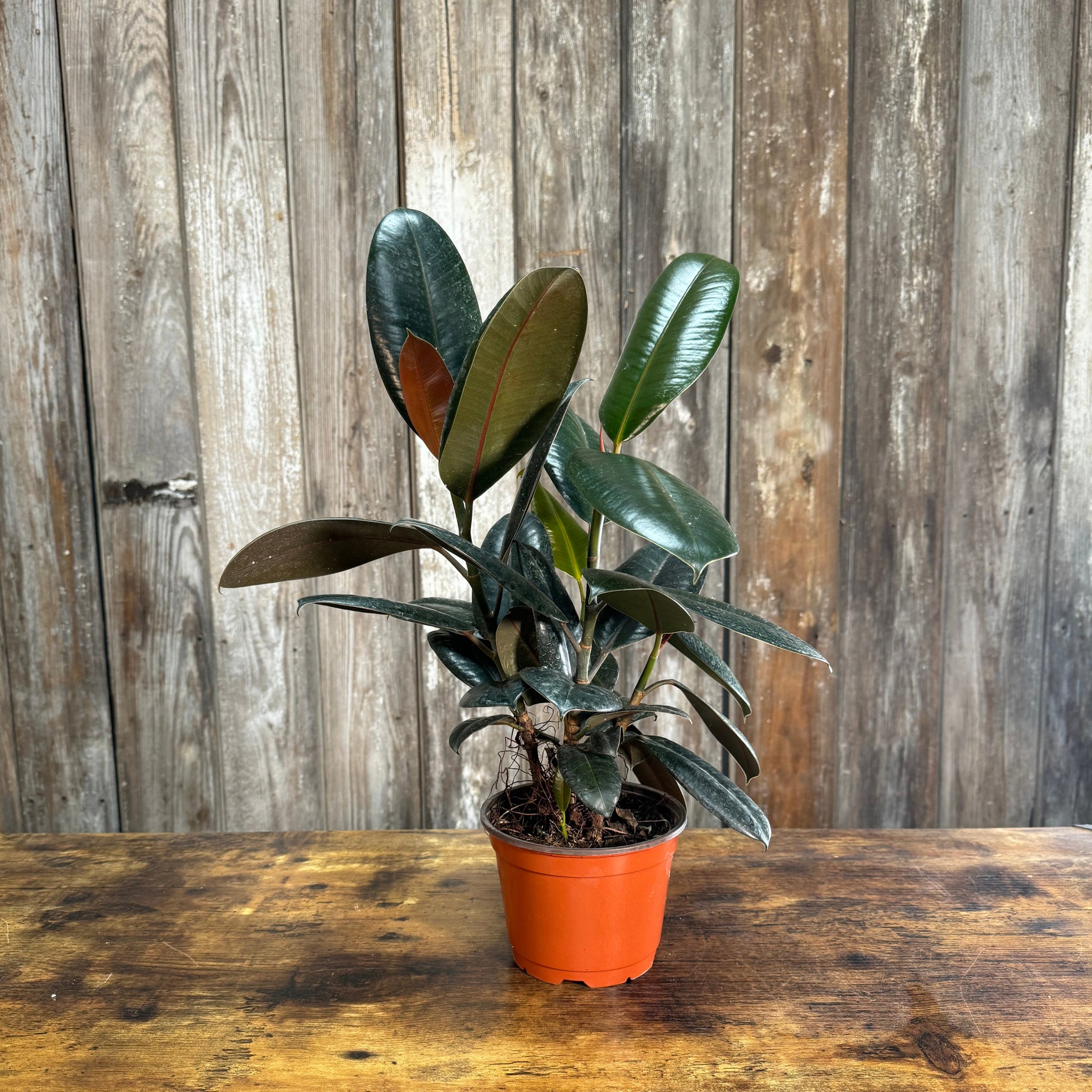 burgundy ficus elastica plant pot Ficus 'Burgundy' Rubber Plant