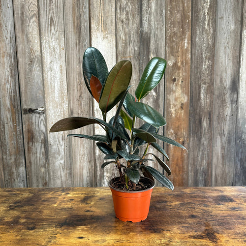 Ficus 'Burgundy' Rubber Plant