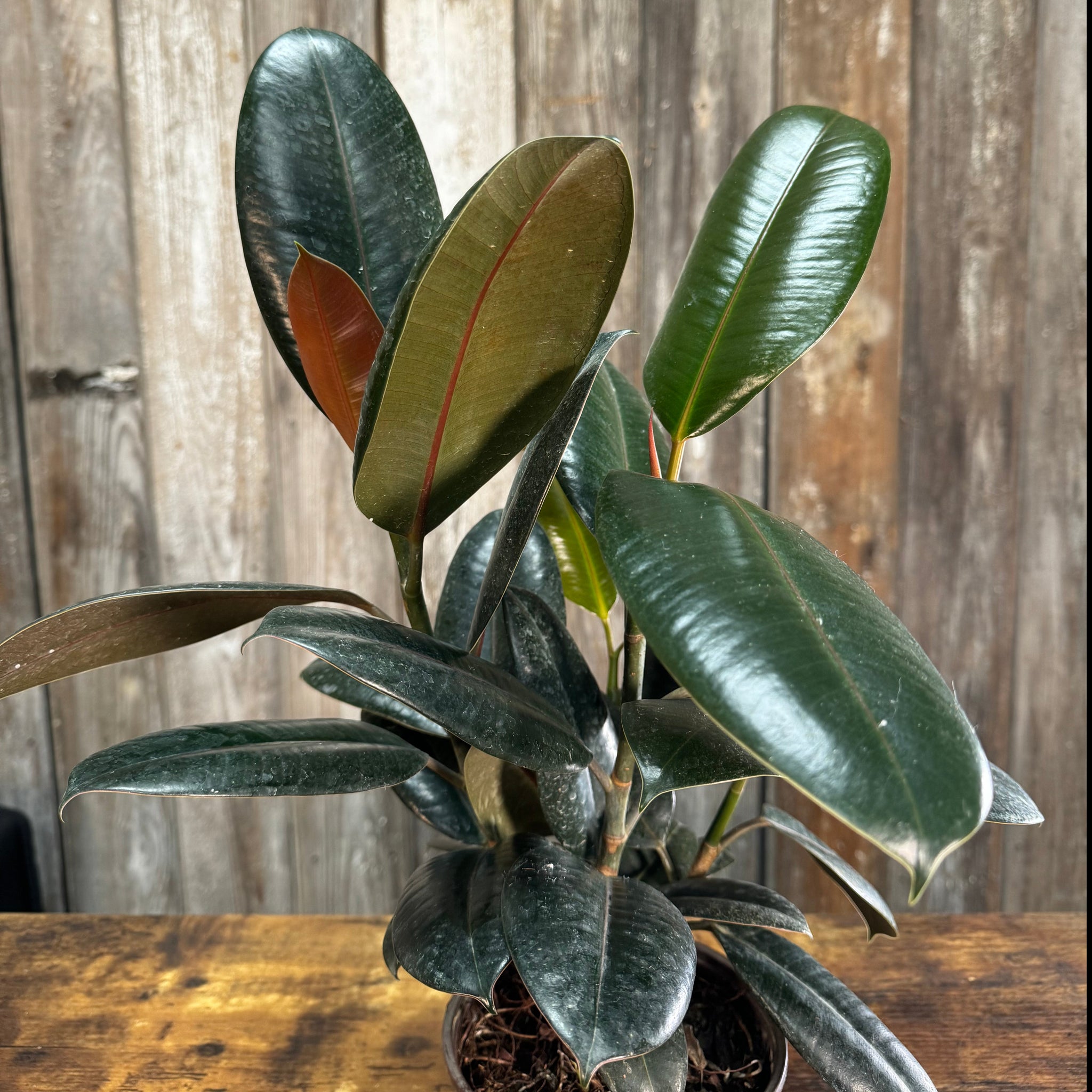 burgundy ficus elastica plant pot Ficus 'Burgundy' Rubber Plant