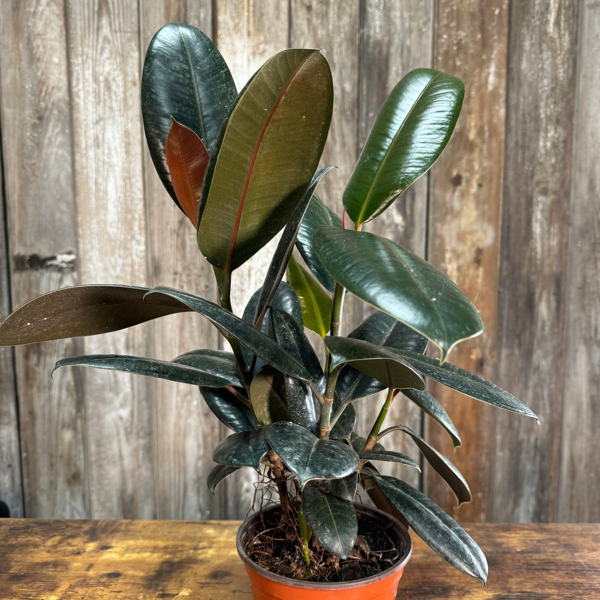 rubber tree red Ficus 'Burgundy' Rubber Plant